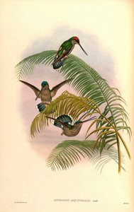 Androdon aequatorialis de John Gould